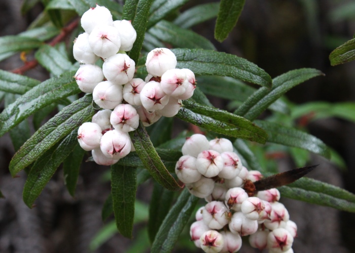Tasmanian Alpine Plants Ericaceae